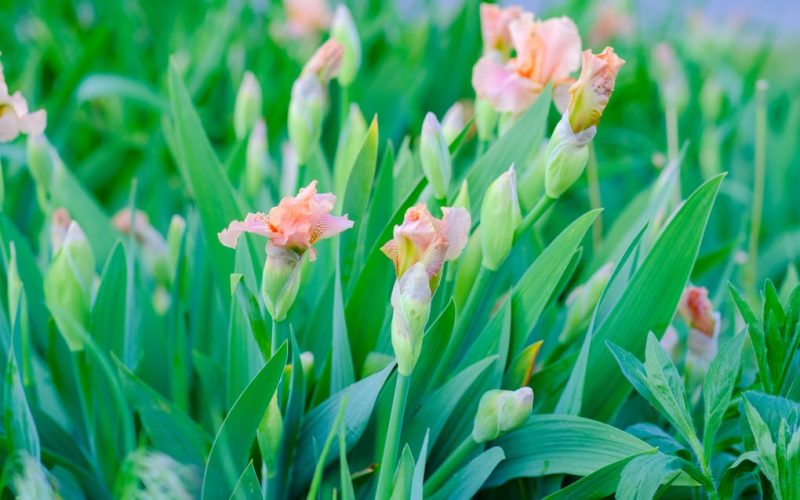 MBC and its role in biodiversity conservation, explained by Max van Rijswijk