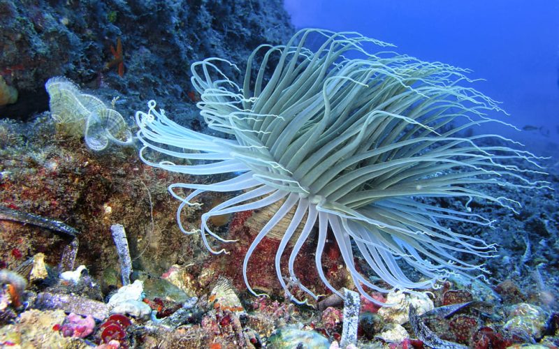 Max van Rijswijk on the Mesoamerican Biological Corridor’s impact